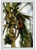 Kokoboy erntet Kokosnüsse. Er klettert ohne Hilfsmittel
