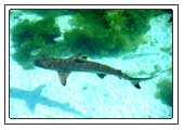 Ein Riffhai im Meerwasserbecken von Lohifushi