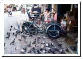 Tauben füttern in Chinatown